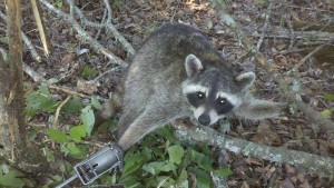 Photo of raccoon caught in egg trap